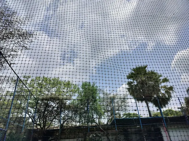 Turf photo 2
