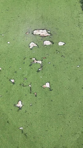 Turf photo 5