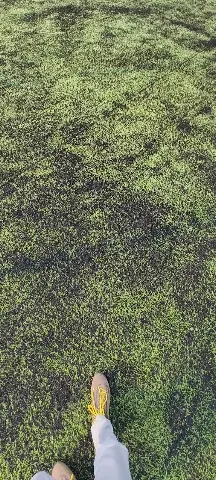 Turf photo 4