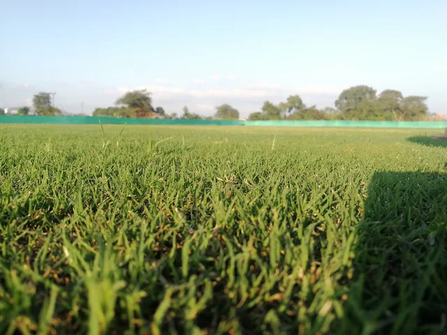 Turf photo 4